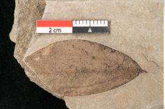Foto (Detailansicht) von Plantae indet.  (NHMW-GEO-2024-0188-11419)